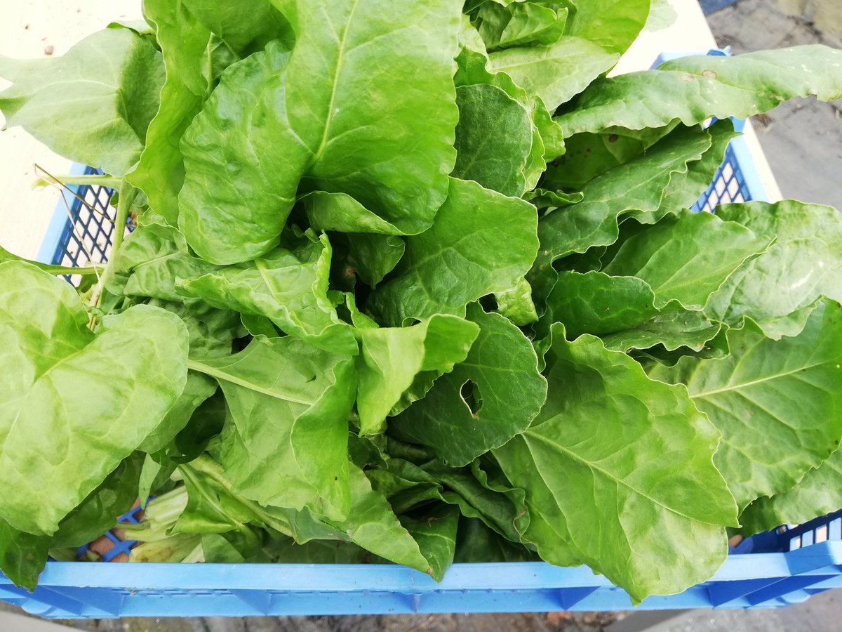 Picked some great spinach that had overwintered in our <a href="/WoodfieldSC/">Woodfield School</a> polytunnel which we shared. #growyourown #organic #outdoorlearning #wellbeing #Permaculture #earthcare #peoplecare #fairshare <a href="/cipermaculture/">CiP</a> @RHSSchools <a href="/thrivecharity/">Thrive</a> <a href="/FoodGrowSchools/">FoodGrowingSchools</a>