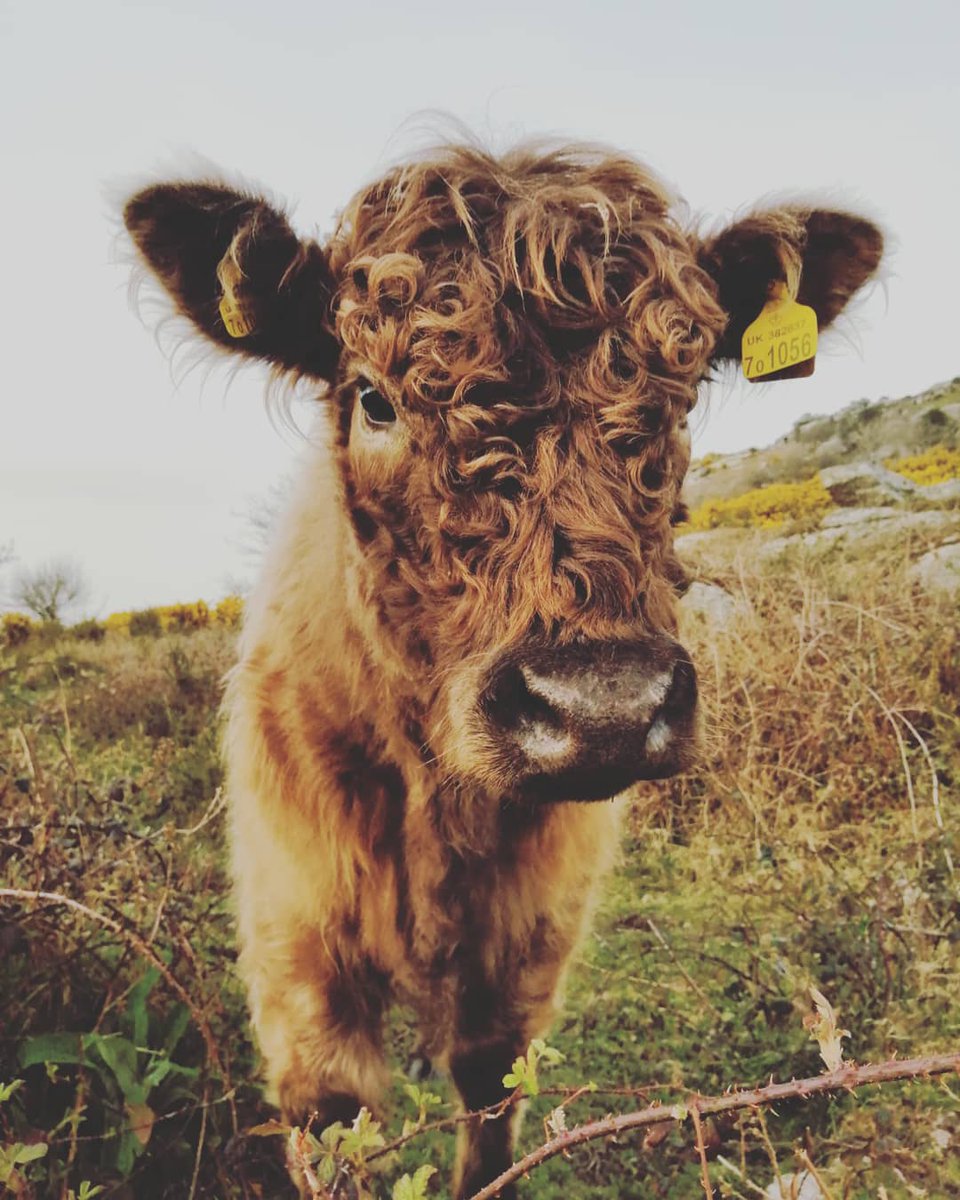 becclestown's tweet photo. I know it's not #wildflowerhour but that is too close to #LineOfDuty plus I don't want to wait to share my first sorrel, so much coconut gorse perfume &amp; #beautifulcow https://t.co/4Nc8smpMNn