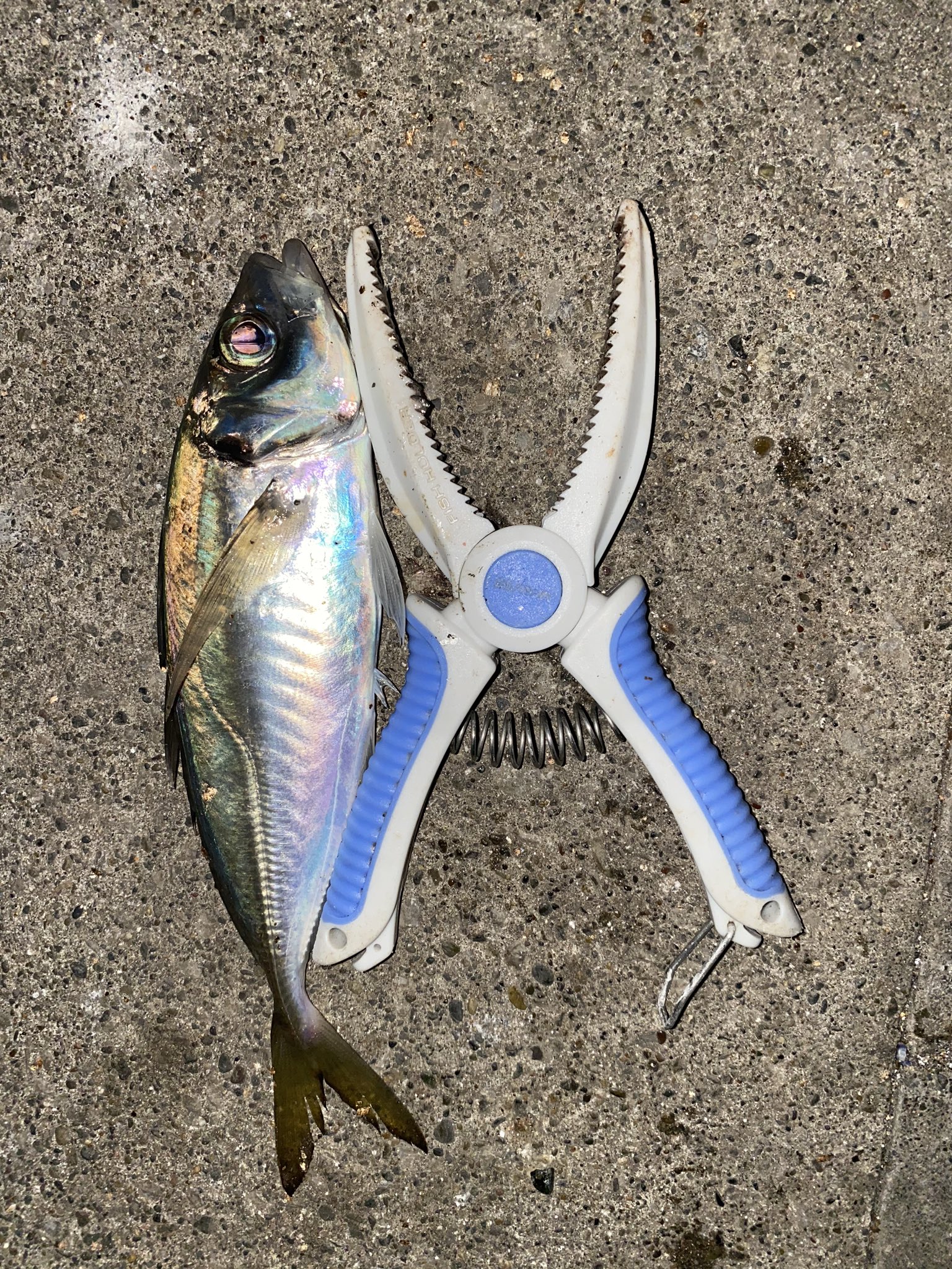 タカキ 両軸カゴ釣り アジカゴ釣り 横浜某所 23時15分から4時 釣り始めはメバルに悩まされました そのあと少しの間入れ食い タトゥーラもぶん回してある程度飛ばせるようになってきた おやすみなさい タカキ 両軸カゴ釣り アジカゴ釣り 横浜某所 23時15分から4時 釣り始めはメバルに悩まされました そのあと少しの間入れ食い タトゥーラもぶん回してある程度飛ばせるようになってきた おやすみなさい