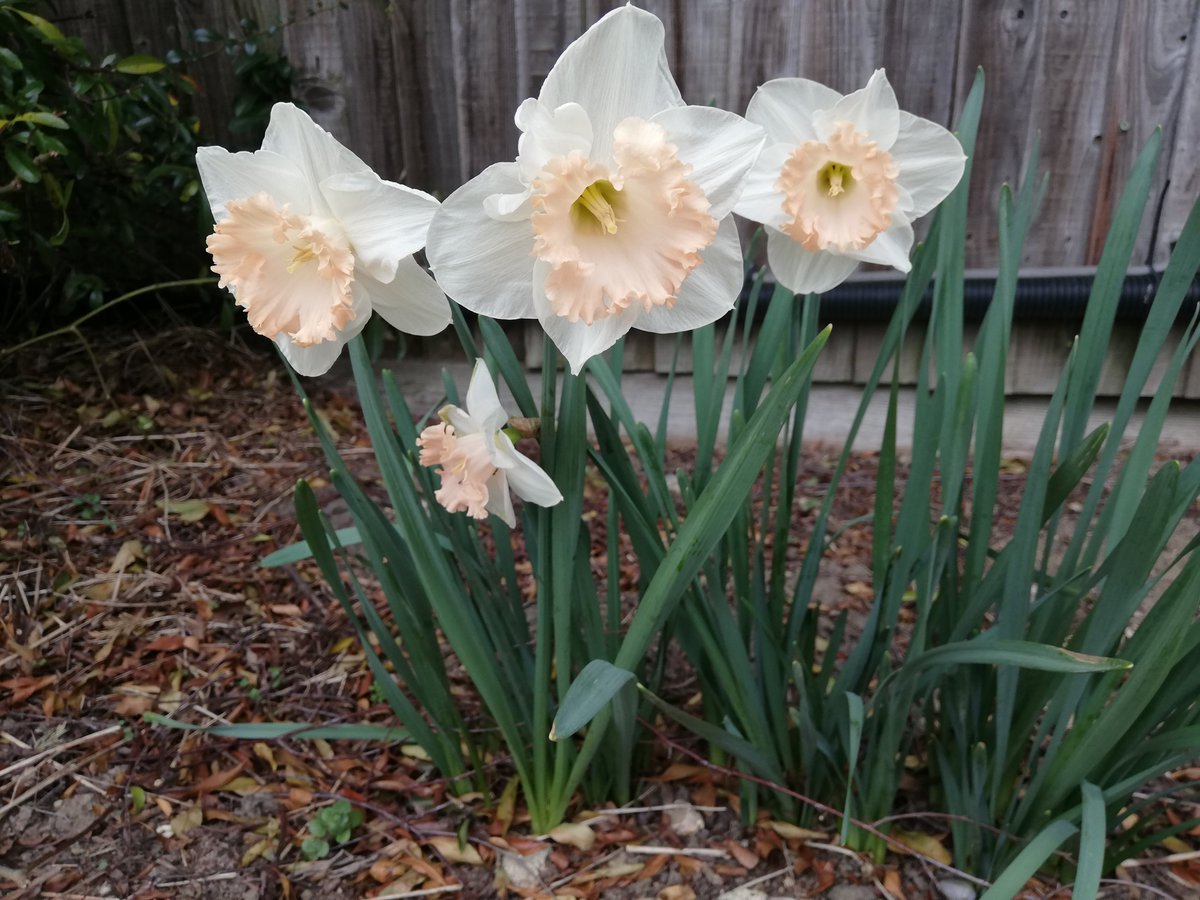Springtime <a href="/WoodfieldSC/">Woodfield School</a>. Have a Happy spring term break. <a href="/cipermaculture/">CiP</a> @RHSSchools <a href="/thrivecharity/">Thrive</a> <a href="/FoodGrowSchools/">FoodGrowingSchools</a> @ThePapillonPro <a href="/CreativeSTAR/">Juliet Robertson</a> <a href="/londonflowersoc/">London Children’s Flower Society</a> <a href="/MayorofLondon/">Mayor of London, Sadiq Khan</a> <a href="/MudandBloom/">Mud & Bloom🌱</a> <a href="/Brent_Council/">Brent Council</a> <a href="/OutdoorClassDay/">Outdoor Classroom Day</a> <a href="/autisticgardner/">Alan Gardner 💙</a> <a href="/nick_cooper74/">Nick Cooper</a>