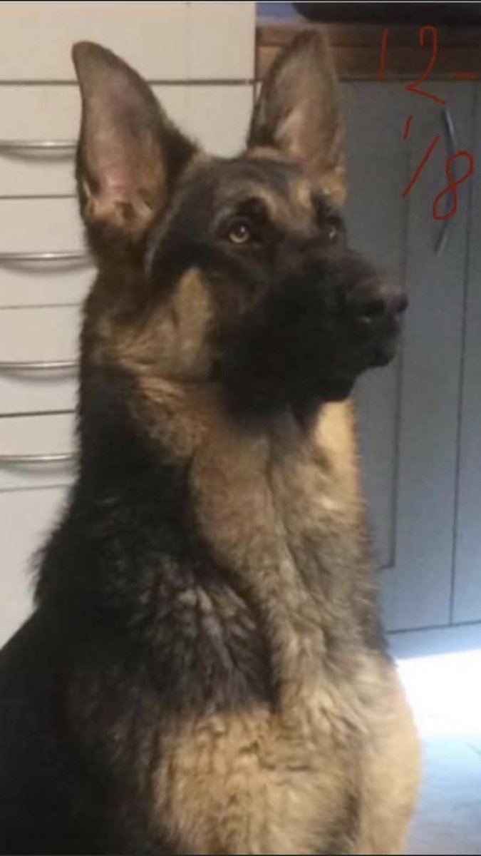 RachaelB100's tweet photo. #HelpFindFlora
#HelpFindFlora
#HelpFindFlora
https://t.co/drckEYTmMm https://t.co/iDQ1X6cYky