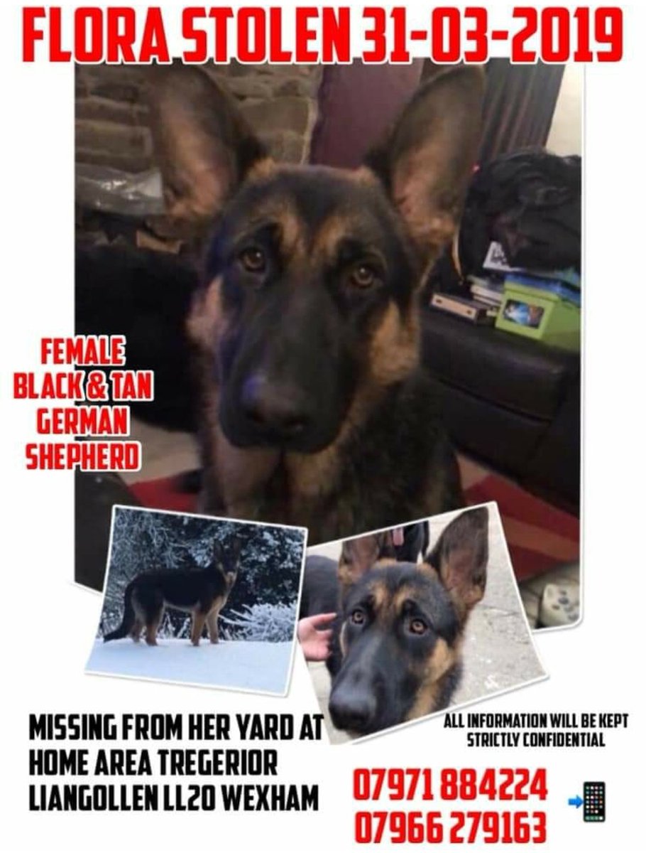 bs2510's tweet photo. #HelpFindFlora #STOLEN
FLORA Female #GermanShepherd Young Adult Black&Tan Microchipped
#Missing 31 Mar 2019 Flora only 11 months old went missing from yard at Home in #Tregeriog #Llangollen #Wrexham #NorthWales LL20
https://t.co/JhhA3Ohg8s
https://t.co/Ijy6aL73DC https://t.co/2g5iVpXA13