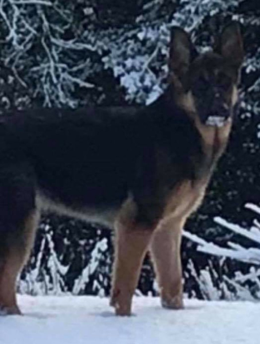 bs2510's tweet photo. #HelpFindFlora #STOLEN
FLORA Female #GermanShepherd Young Adult Black&Tan Microchipped
#Missing 31 Mar 2019 Flora only 11 months old went missing from yard at Home in #Tregeriog #Llangollen #Wrexham #NorthWales LL20
https://t.co/JhhA3Ohg8s
https://t.co/Ijy6aL73DC https://t.co/2g5iVpXA13