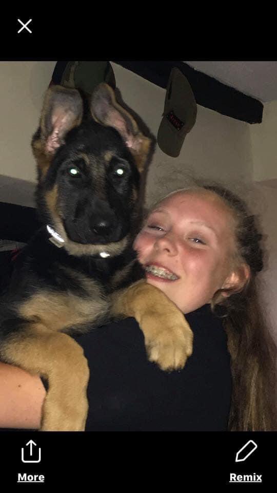 rosiedoc666's tweet photo. #HelpFindFlora
Iโm FLORA the dog people on twitter are trying to find....Iโm a girl #GermanShepherd from #Wales
I miss my family so much...if you see me ANYWHERE pls call my name, Iโll come to you & โ๏ธ my mum...I know theyโll miss me the same 31/3/19
https://t.co/5LU4AJ4oSU https://t.co/zOpZMoAhrO