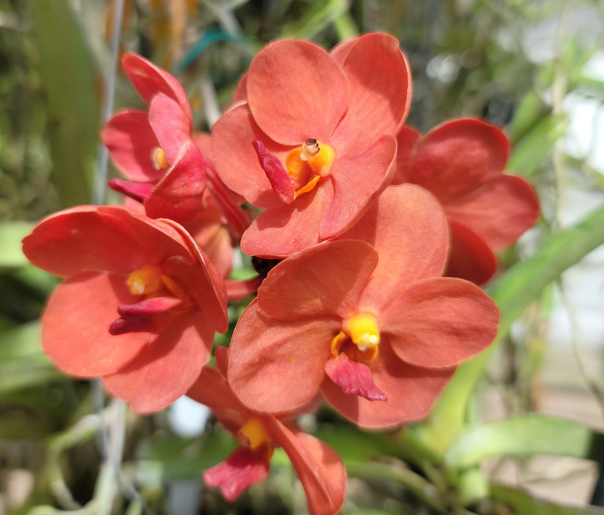 ConnieYurkus's tweet image. Just about everything in spike or in flower is in the #greenhouse. It was a hectic morning. #OrchidExerciseProgram #Vanda #orchids #flowers #Trichoglottis #Mokara