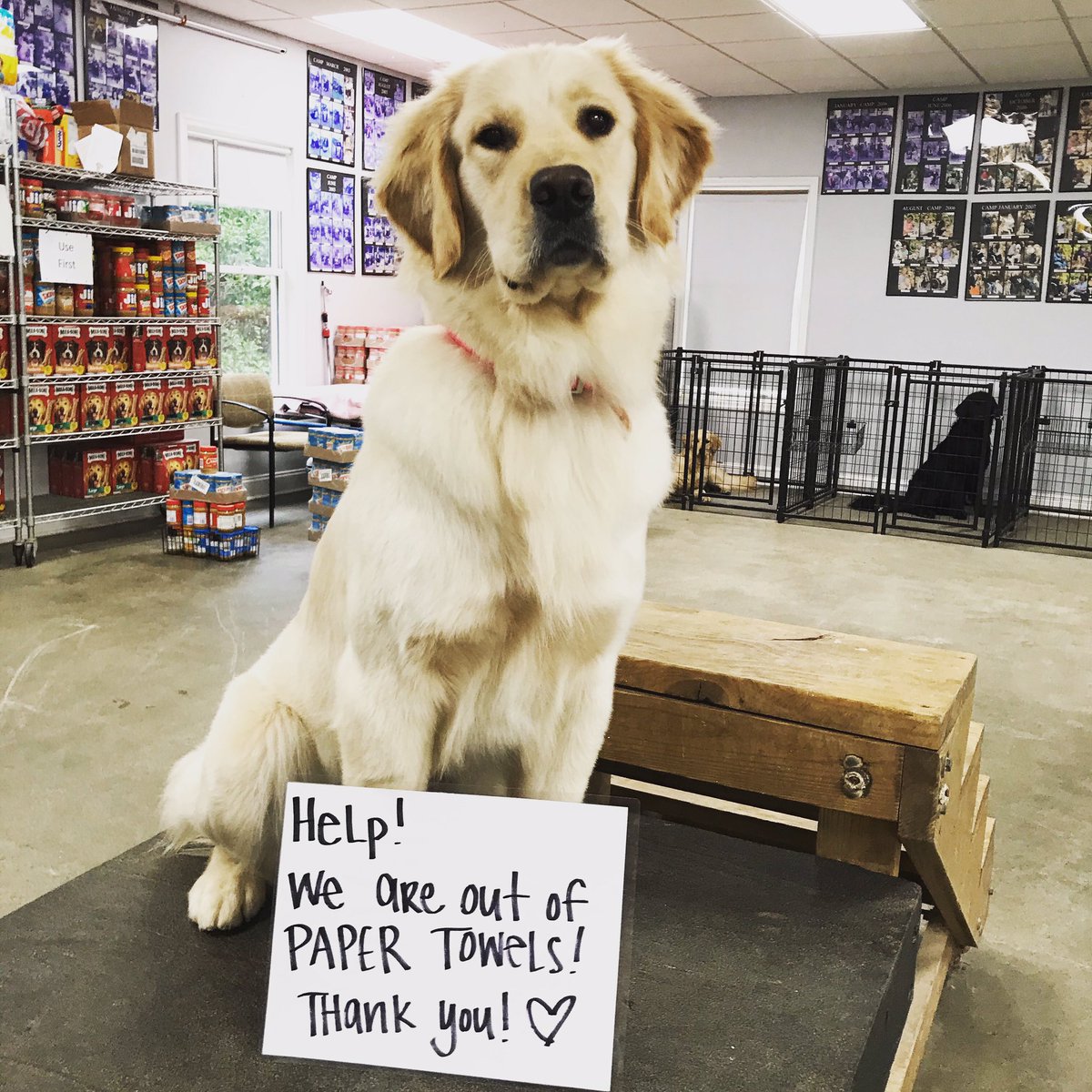 CanineAssistant's tweet image. Happy #WishListWednesday! We are out of paper towels! If you can help, send them to us directly through Amazon or any other main retailer to our address at 3160 Francis Road Milton GA 30004. Thank you so much!

#ThankYou  #ThisRainIsMessy #WishListWednesday #PaperTowelsNeeded