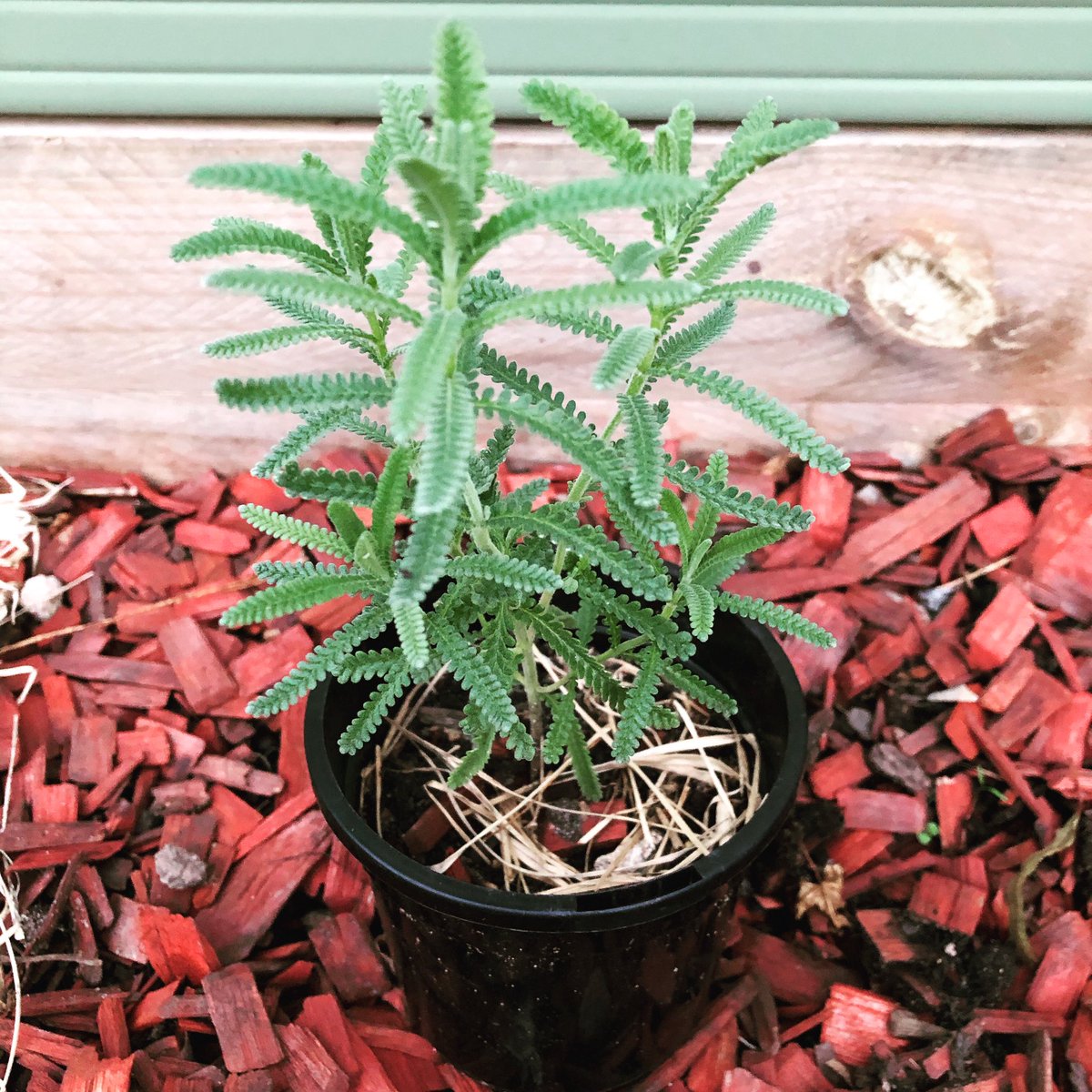 LNourishments's tweet photo. The water propagated lavender is still doing fine in new environment #lavender #waterpropagation #plantpropagation #mindfulliving #mindfulconsumption #gardening #gardeningaustralia #greenthumbwannabe #beginnergardener #backyardgarden https://t.co/Ly4Xm7kBQB