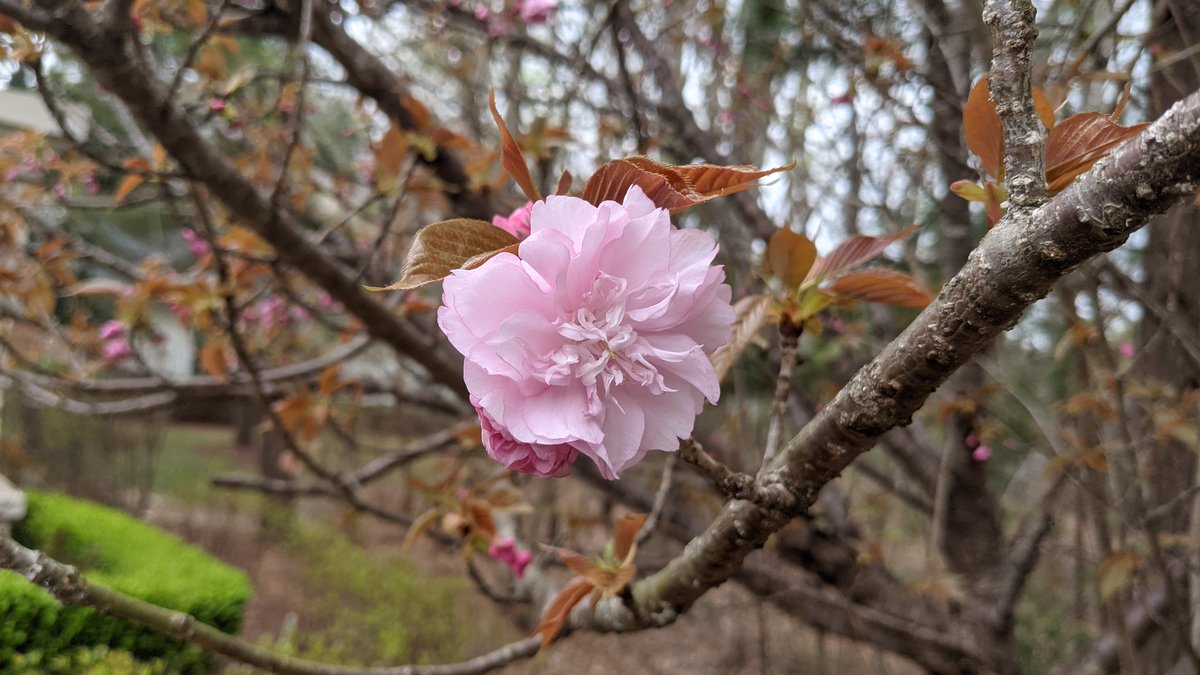 CandidTechTV's tweet photo. Spring is here! Shot on the @madebygoogle Pixel 5!
#teampixel #giftfromgoogle #Pixel5G #madebygoogle @googlepixeI https://t.co/BAN8EQCyH9
