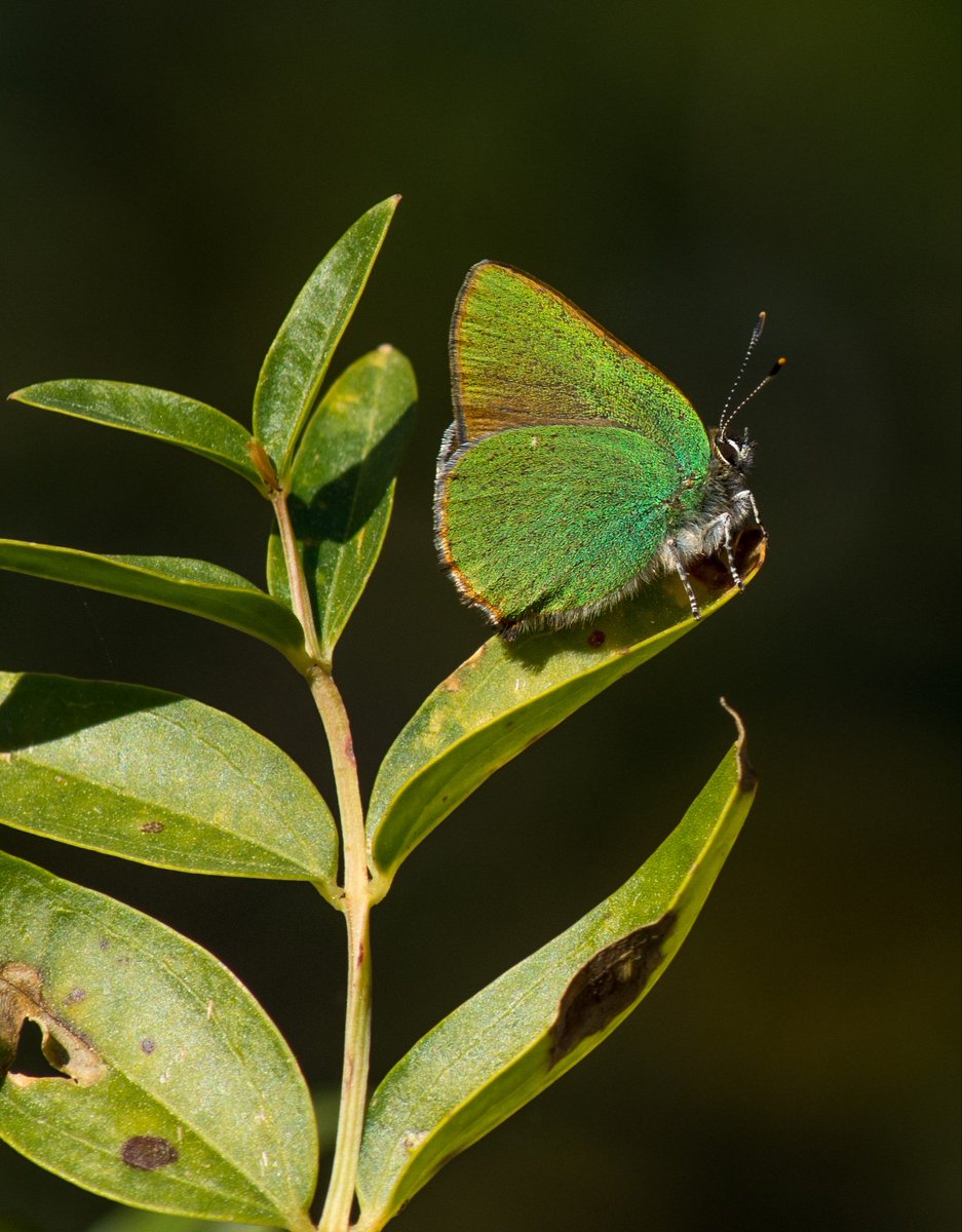 Green hairstreak