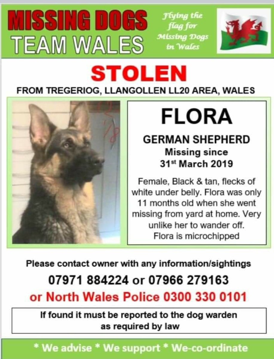 bs2510's tweet photo. #HelpFindFlora #STOLEN
FLORA Female #GermanShepherd Young Adult Black&Tan Microchipped
#Missing 31 Mar 2019 Flora only 11 months old went missing from yard at Home in #Tregeriog #Llangollen #Wrexham #NorthWales LL20
https://t.co/JhhA3Ohg8s
https://t.co/Ijy6aL73DC https://t.co/U34NY6j42L