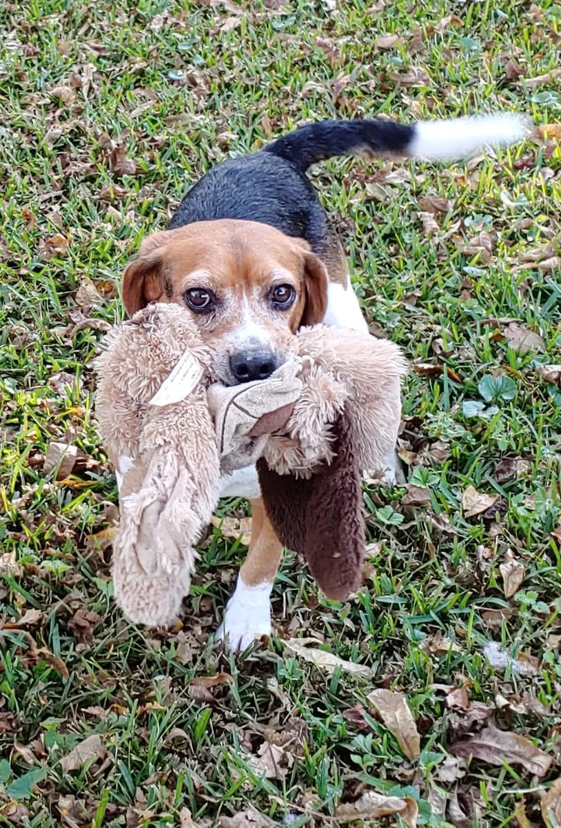 RuffTalesRescue's tweet photo. Tramp is a sweet both with your typical beagle "bark"! He also loves his toys!
Beagle mix
6 years
35 lbs
Male
No apartments, attached condos/townhomes

Dogs: Yes
Cats: No
Kids: Has been good with 12+ year olds
House broken: Yes
Crate trained: Yes

#RTRTramp #RTR #RuffTalesRescue https://t.co/MyIdmxOnlb