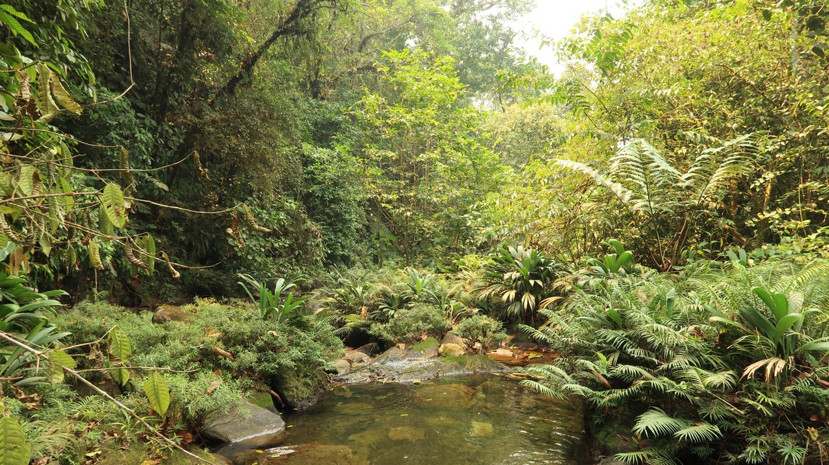 SERNANP's tweet photo. 👉Conoce Potsom Posho´II, la tercera Área de Conservación Privada reconocida en Pasco.
Esta nueva ACP colinda con la Reserva Comunal Yanesha, fortaleciendo la conservación del hábitat de especies como el jaguar 🐆 y tapir.🐗
Entérate más ➡ https://t.co/Vd6wOPyhbc https://t.co/3uHCJCBSgw