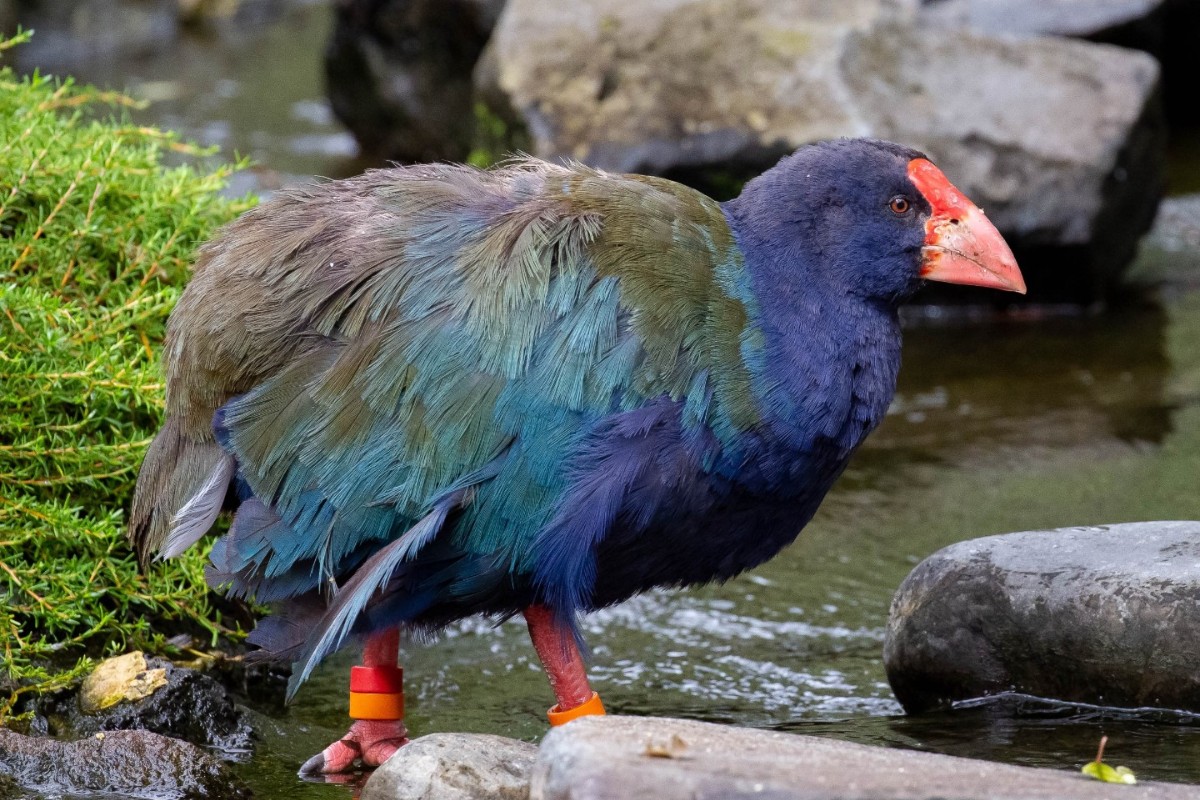 aucklandzoo's tweet photo. Have you met a takahē yet? It's #TakahēAwarenessMonth and @docgovtnz are encouraging Kiwis to connect with these precious birds. Visit our High County aviary at 12.30pm each day to learn more from the keepers who care for them! 💚 https://t.co/B1tBatGtBe