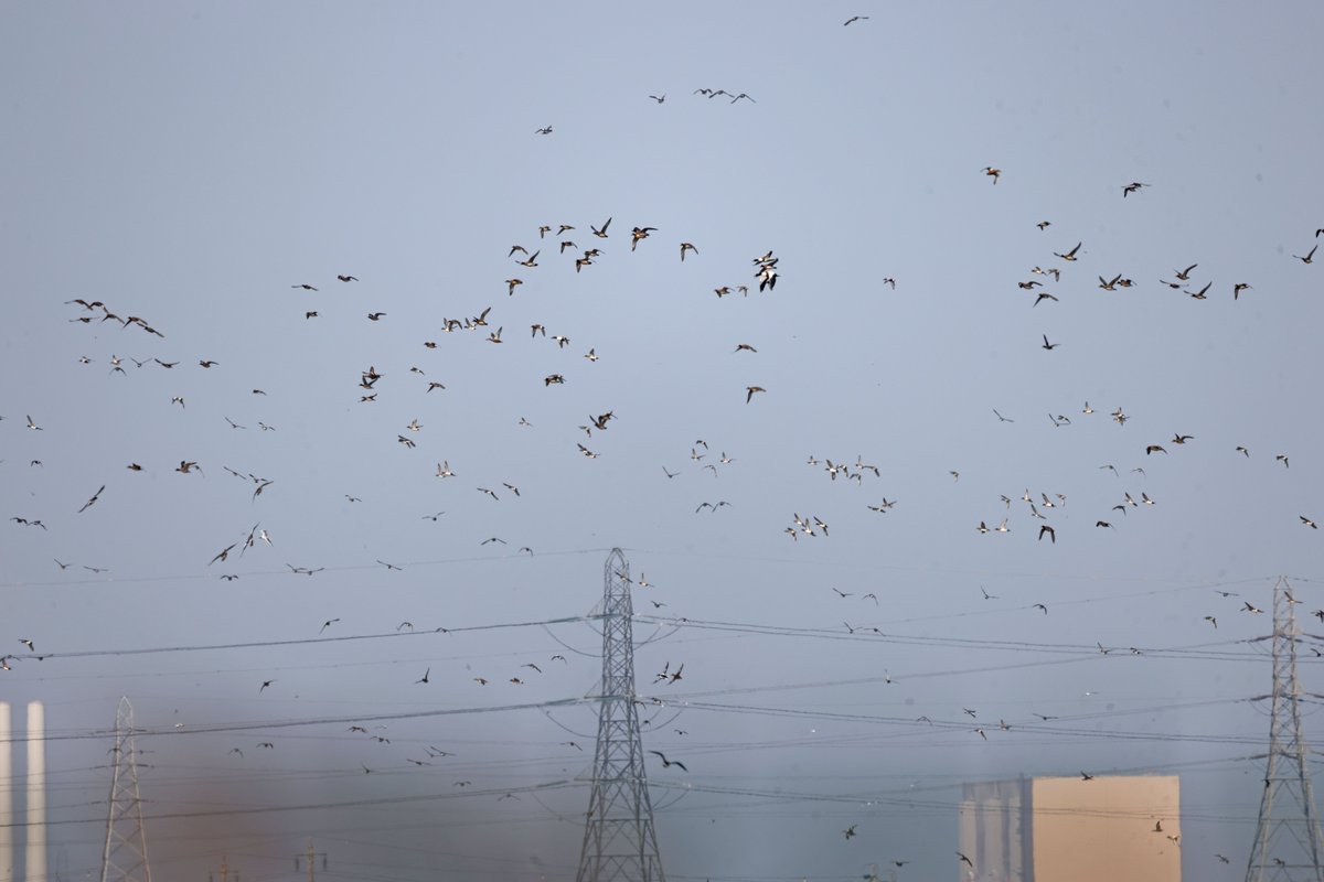 When the explosion happened earlier this was the view from work over @RSPBSaltholme Who wants to pick the bones out of that one? Thank you ABLEUK for adding a few new ones to my list for the year! @teesbirds1 @teeswildlife @SLArchive