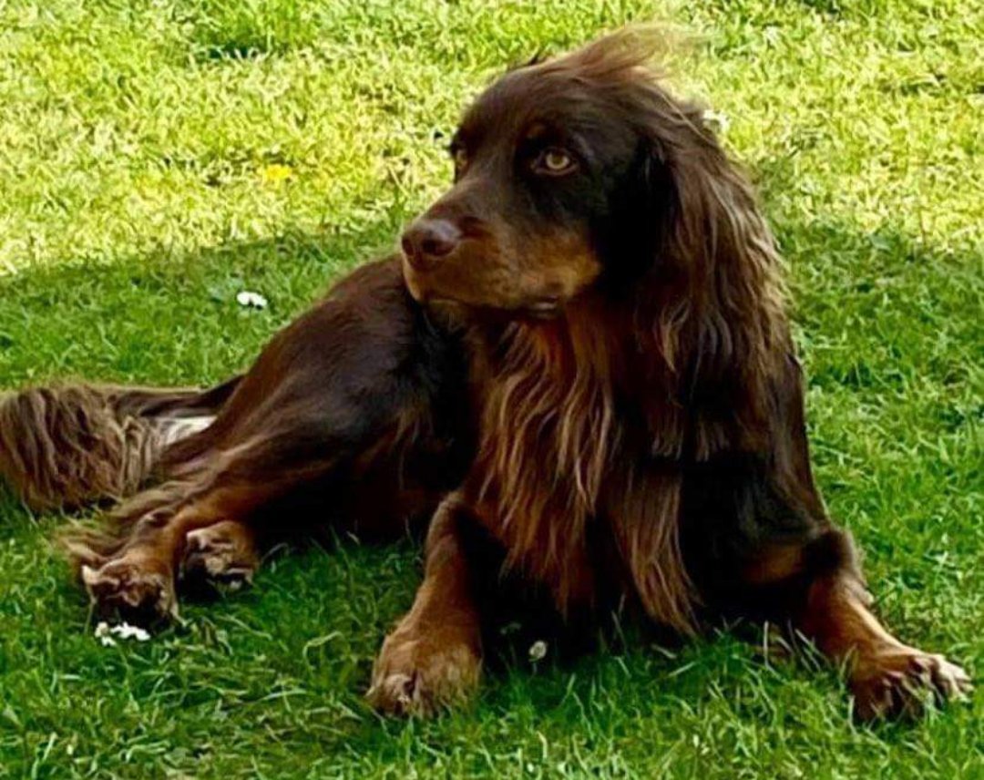 K9Scottish's tweet photo. Happy Birthday to both #PDBecks and his new brother Woody who both turn 3 today.
Also massive congratulations to Becks new handler who passed his General Purpose Police Dog course yesterday @polscotdogs
#HappyBirthday ๐๐๐
#Congratulations https://t.co/i9jZOVMRfI