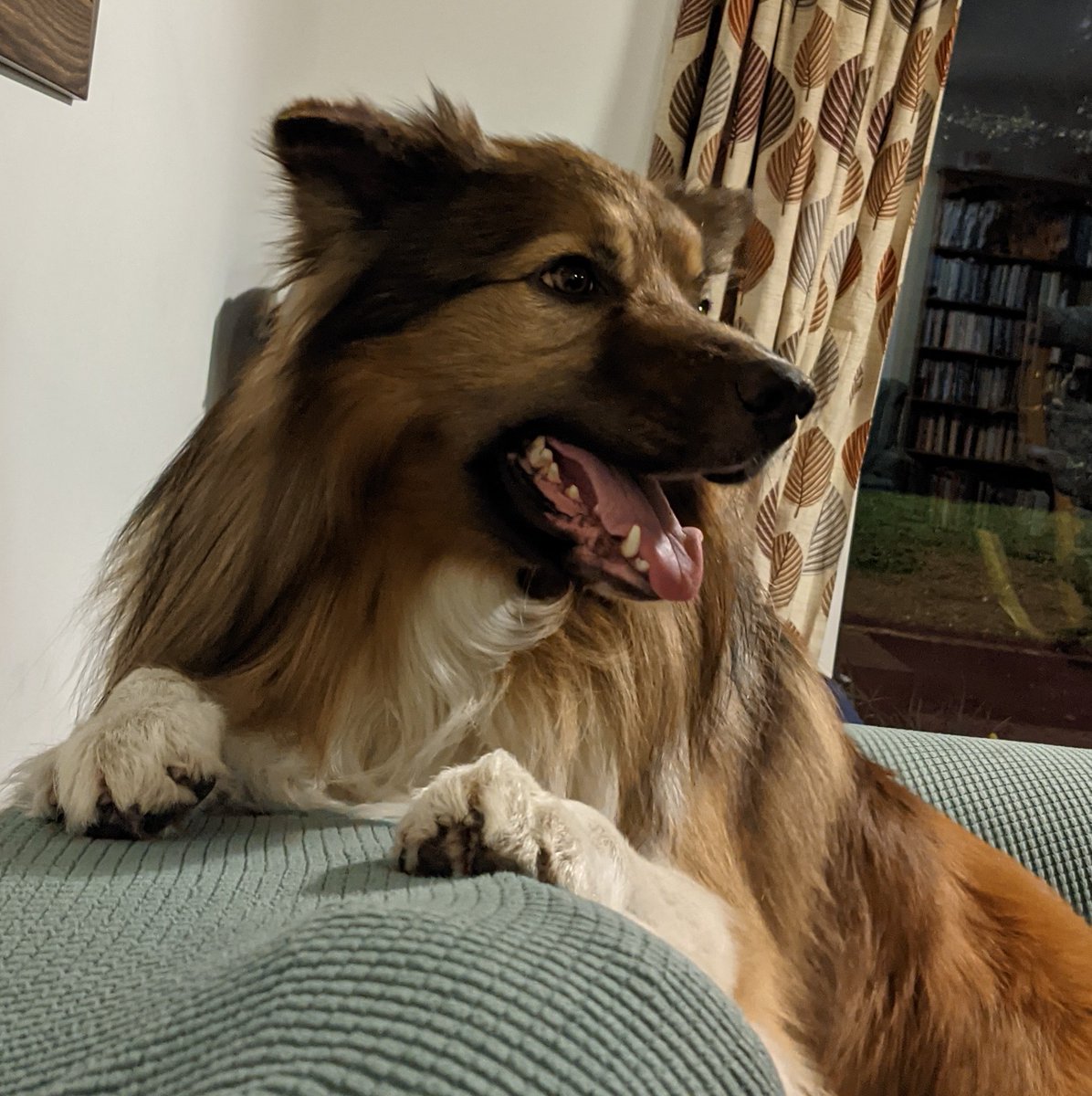 CamasTheCollie's tweet photo. I wish to register a complaint. My evening treats are late. I am weak with hunger. I barely had the energy to climb onto the back of the sofa. Feed ME! 🐾🐾🥖😋
#BorderCollie 
#Hungry
#FeedMe
#OverlyDramatic
#Wednesday https://t.co/6xOzQivbyo