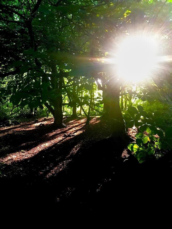 PenrhosSave's tweet photo. Penrhos Nature Park is situated on the beautiful coastline of Holyhead, #Anglesey. The park is home to may rare species of #flora and #fauna. It is also the home to a stronghold of #RED_SQUIRRELS amongst many, many other species. Yet it is at risk from developers. 
#philanthropy https://t.co/FtFef2IhPk