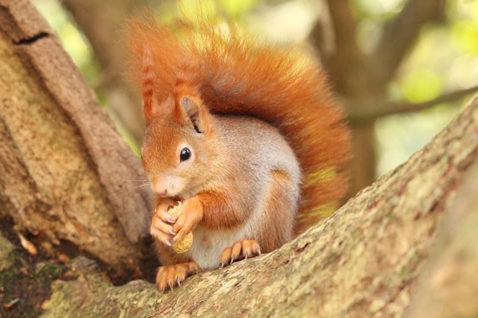 PenrhosSave's tweet photo. Penrhos Nature Park is situated on the beautiful coastline of Holyhead, #Anglesey. The park is home to may rare species of #flora and #fauna. It is also the home to a stronghold of #RED_SQUIRRELS amongst many, many other species. Yet it is at risk from developers. 
#philanthropy https://t.co/FtFef2IhPk