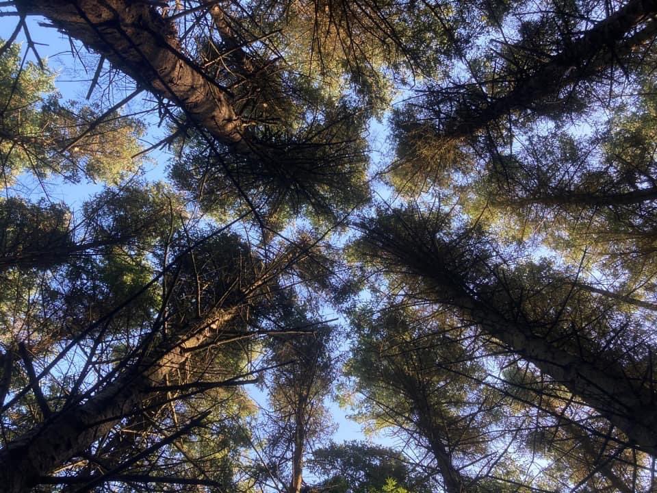 PenrhosSave's tweet photo. Penrhos Nature Park is situated on the beautiful coastline of Holyhead, #Anglesey. The park is home to may rare species of #flora and #fauna. It is also the home to a stronghold of #RED_SQUIRRELS amongst many, many other species. Yet it is at risk from developers. 
#philanthropy https://t.co/FtFef2IhPk