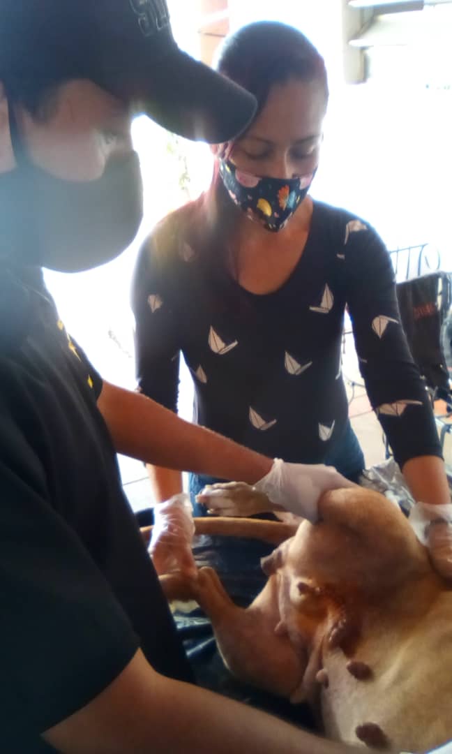 FNevadoCarabobo's tweet photo. 📆26/03/2021

📍Municipio Naguanagua- Barrio Colón 

✅ Se atendió y suturó a noble canina🐕💉💊

#LaCapacidadDeAmarEsInfinita
#Carabobo
#MisiónNevado
#26MARZO2021 https://t.co/9eZcYaLofW