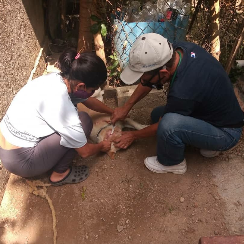 📆 29/03/2021 📍 Yagua-Guacara ✅Se brindó atención veterinaria a canino comunitario 🐶. ▪︎ Limpieza de oídos ▪︎ Corte de uñas ▪︎ Tratamiento Antibiótico y anti-inflamatorio 💊💉 🐾🐶🐈👪 #LaCapacidadDeAmarEsInfinita #Carabobo #MisiónNevado #29Marzo2021