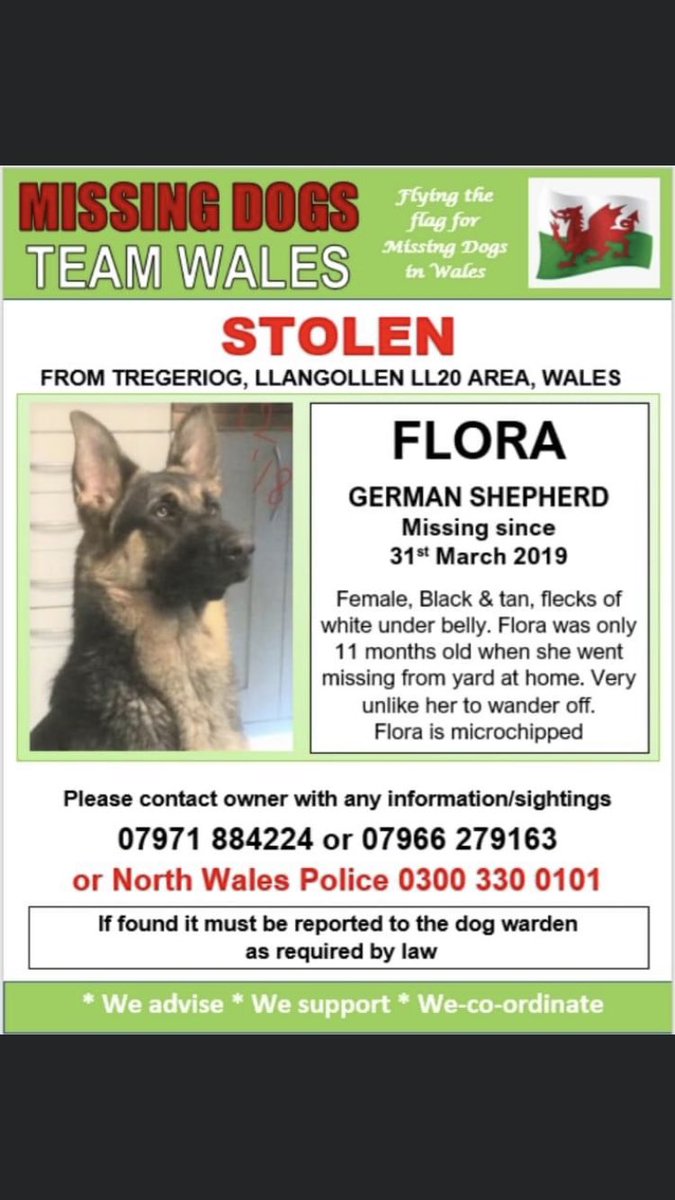 RachaelB100's tweet photo. #HelpFindFlora
#Stolen 2 years Today 31/3/19
from Yard at Home #Tregeriog #Llangollen #Wales
#Chipped #GermanShepherd
โ๏ธ#DogTheft #TheftbyFinding
โ๏ธ11 Mths old when #Missing
โ๏ธNeeds to go home ๐
https://t.co/drckEYTmMm https://t.co/V4uj2OXYO9