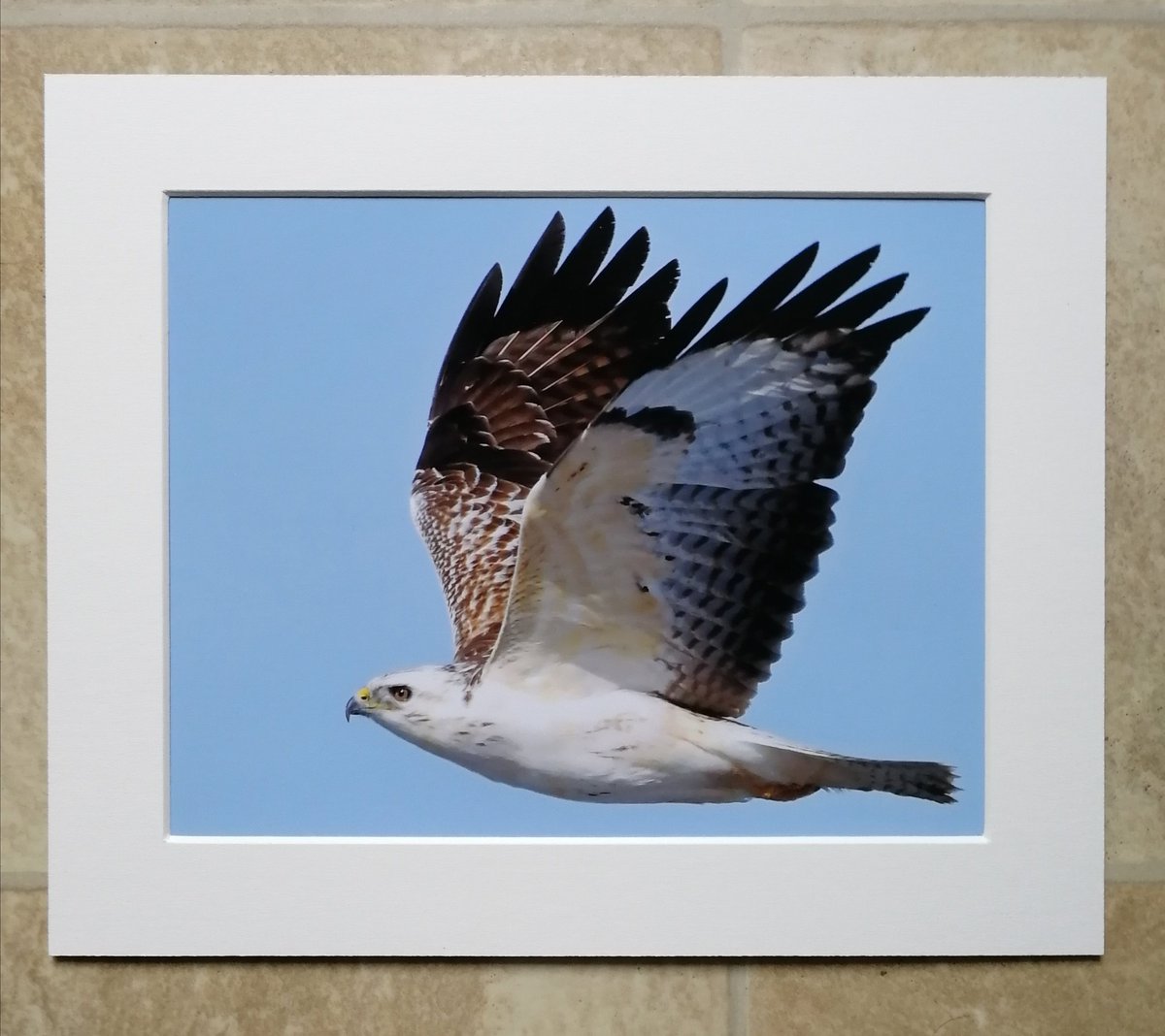'Pale Buzzard in flight' 10x8 mounted print.  You can buy it here; https://www.carlbovis.com/product-page/pale-buzzard-in-flight-10x8-mounted-print 