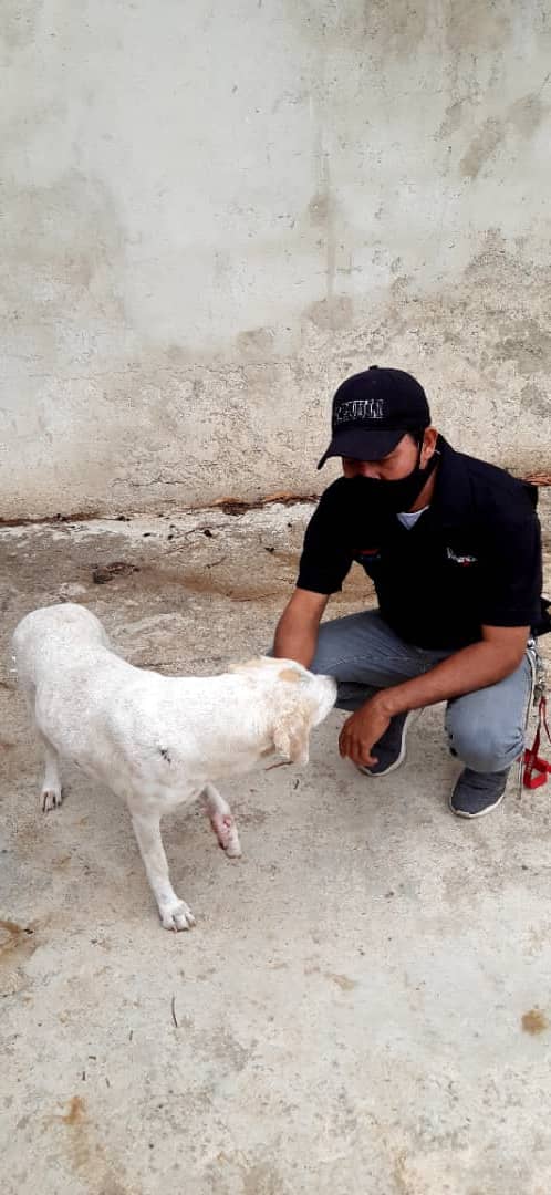 FNevadoCarabobo's tweet photo. Municipio Valencia 
✅Se realizó primera sesión de Hemoterapia a canino con Melanoma y una hembra con tumor de sticker 🐶🐶.
✅ Se le realizó a canino macho comunitario Hemoterapia por tumor de sticker.
#LaCapacidadDeAmarEsInfinita
#Carabobo
#MisiónNevado
#27Marzo2021 https://t.co/KNuApyldpw