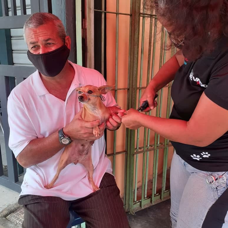 📆 25/03/2021 📍 MORÓN ✅ Se atendieron 17 animales de compañía entre ellos: 15 Caninos 🐶 2 Felinos 🐈 ✅ 4 Cortes de uñas ✅ 6 Limpiezas de oídos ✅ Tratamientos ( Antibióticos / Antinflamatorios) 🐾🐶🐈👪 #LaCapacidadDeAmarEsInfinita #Carabobo #MisiónNevado #25MARZO2021