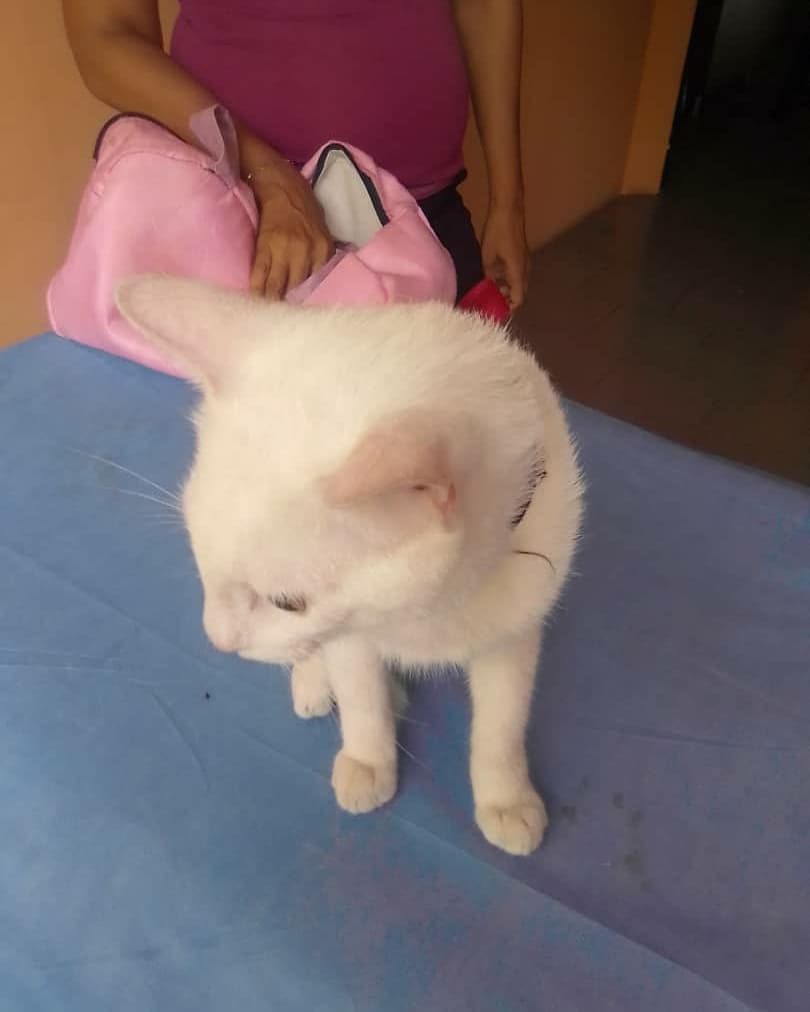 FNevadoCarabobo's tweet photo. 📆 23/03/2021

📍 MORÓN

✅ Se le brindó atención a un Felino con una lesión en su miembro posterior.
🐾🐶🐈👪

#LaCapacidadDeAmarEsInfinita
#Carabobo
#MisiónNevado
#23MARZO2021 https://t.co/SQEfulDDeh