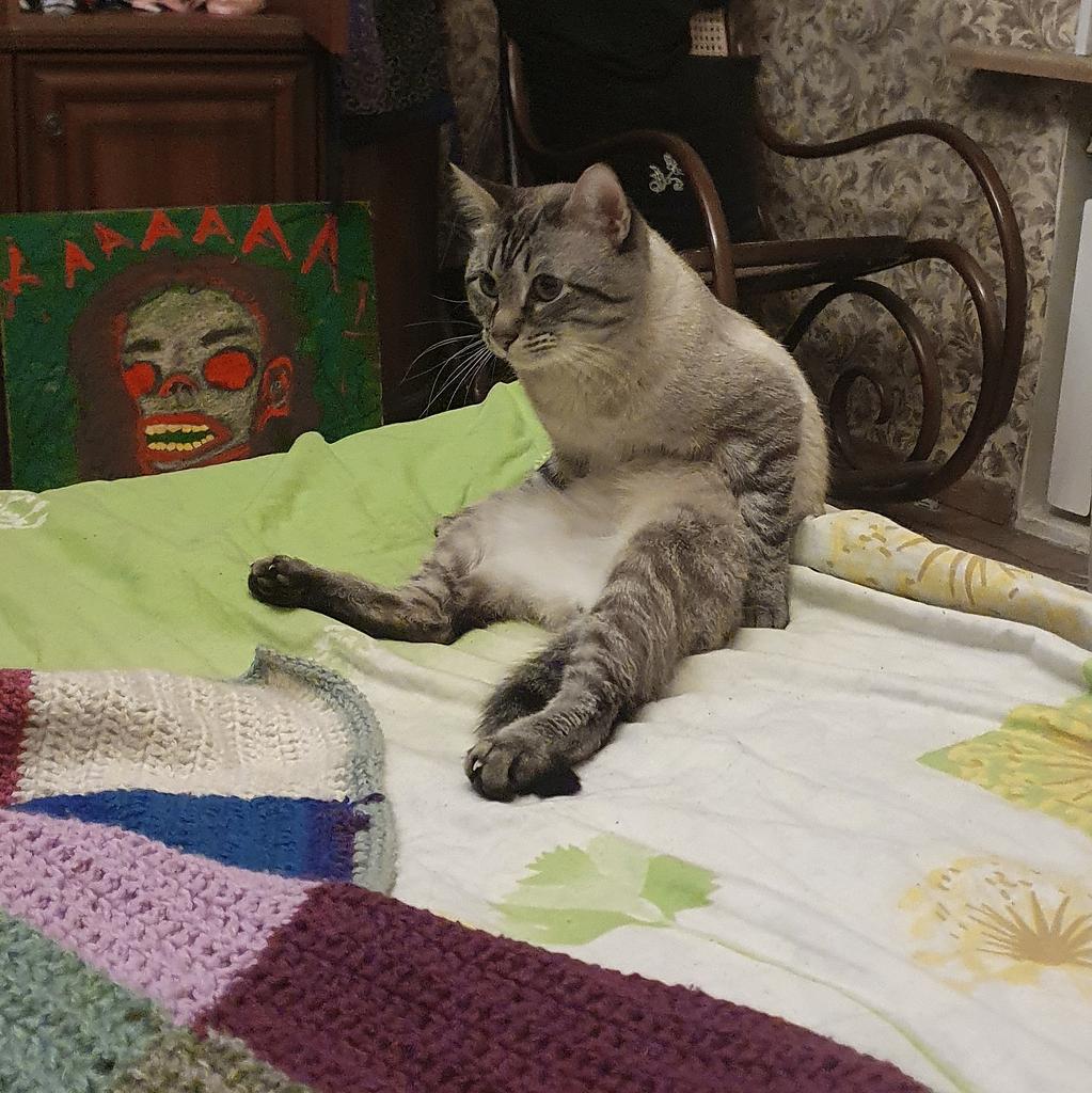 чувырла on X: кот токи сидит на попе https://t.co/oIvdnEepsq / X