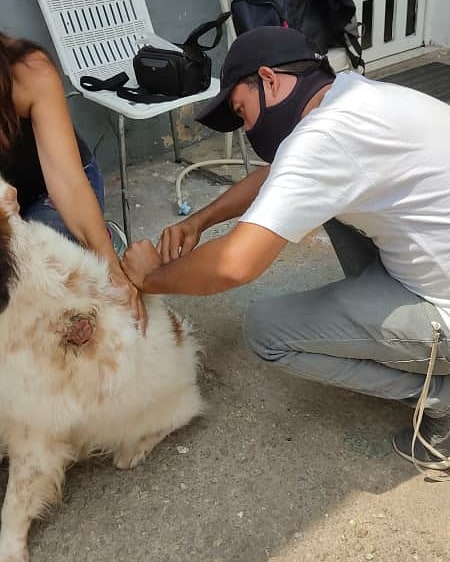 📆 24/03/2021 📍 NAGUANAGUA ✅ Fue atendido canino raza Mucuchíes con lesión.🐕 💊💉 Se le indicó tratamiento para su pronta recuperación👊🐾 🐾🐶🐈👪 #LaCapacidadDeAmarEsInfinita #Carabobo #MisiónNevado #24MARZO2021