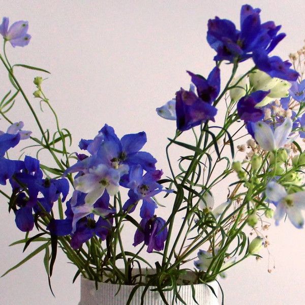 LEO Lane tweet media