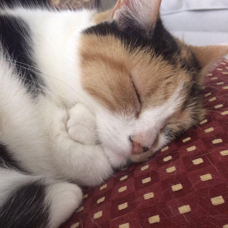 mostlycatsu's tweet image. she’s giving herself a little hug