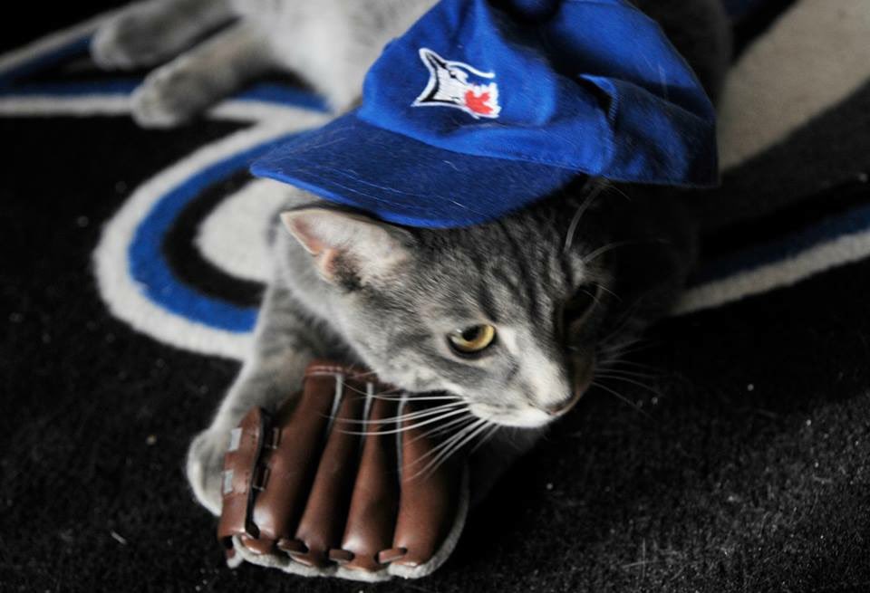 Retweet if you’re excited for @BlueJays baseball to return tomorrow! Meow! #BlueJays