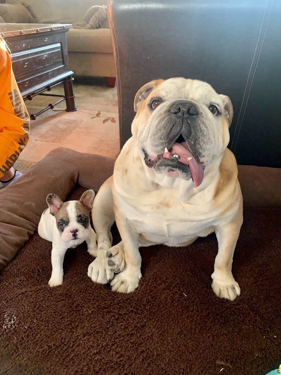 rudyandreggie's tweet photo. Hi everyone!!! I’ve been a little sad lately so my parents got me a new friend! Meet my brother Reggie 🐶🐶 #bullybuddies https://t.co/vihj0tUXaI