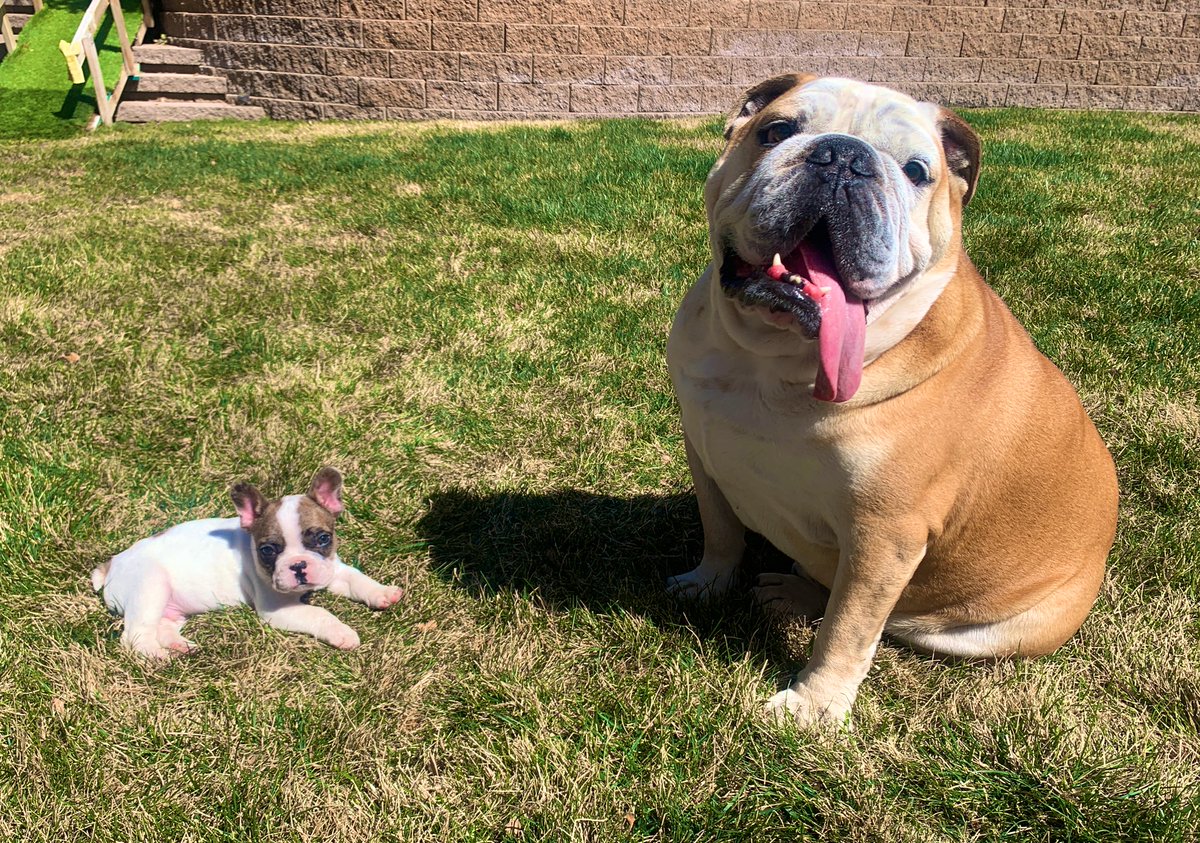rudyandreggie's tweet photo. Hi everyone!!! I’ve been a little sad lately so my parents got me a new friend! Meet my brother Reggie 🐶🐶 #bullybuddies https://t.co/vihj0tUXaI