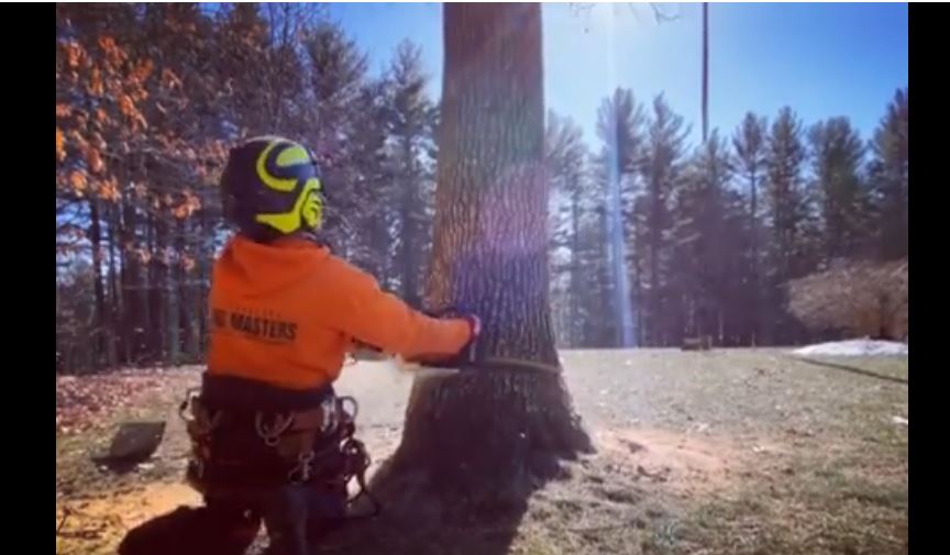 New England Tree Masters Twitter