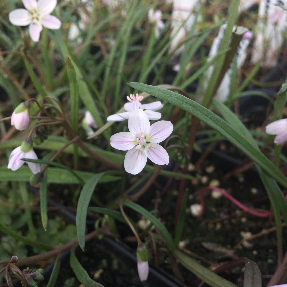 NativeInHarmony's tweet image. Is there anything as delicate and lovely as a drift of wild spring beauties? These ephemeral wildflowers are an important source of food for pollinators early in the spring, when little else is blooming.