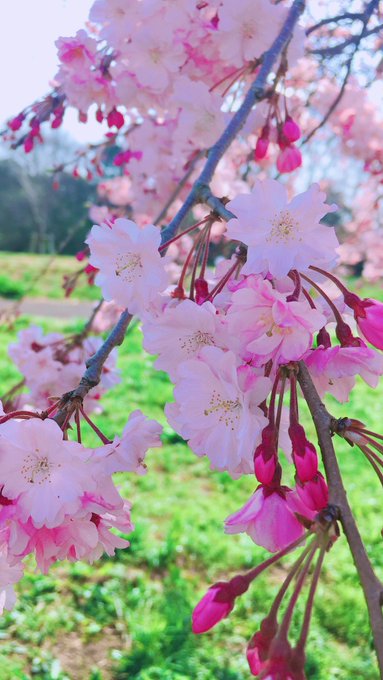 さらのTwitter画像15