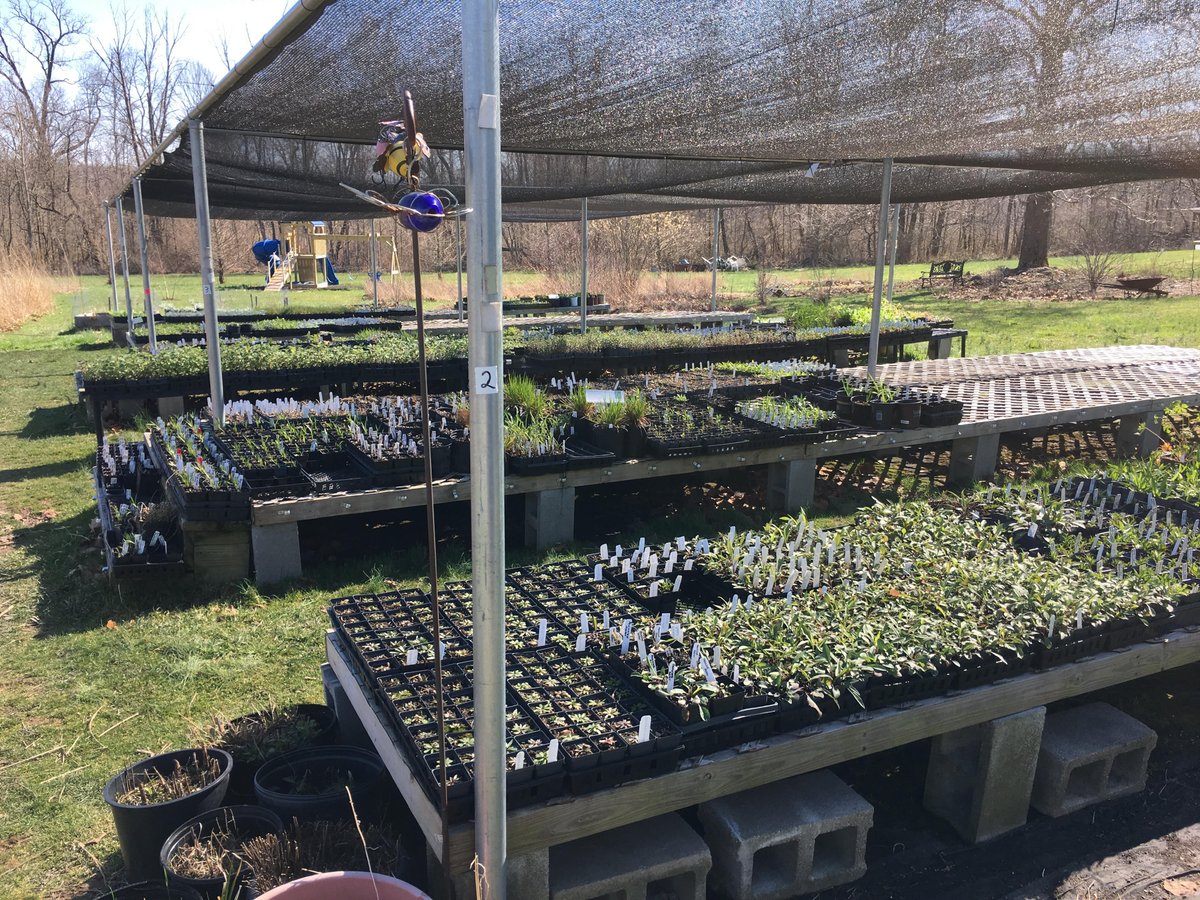 NativeInHarmony's tweet image. Plants are coming out of the greenhouses to harden off in preparation for opening day. April 18th - mark your calendars! We will be open Sat-Mon at 12-6 PM each week, as well as by appointment.