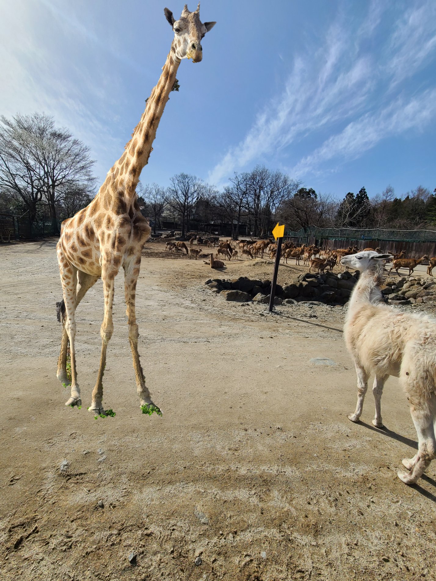 那須サファリパーク 那須サファリパーク の園内では放し飼いの動物たちに会うことができます いつもはキリンのエリアのにいる モモ がちょっと気分転換したかったみたいで ラマたちのエリアにお邪魔してました キリン Giraffe ラマ Llama これは