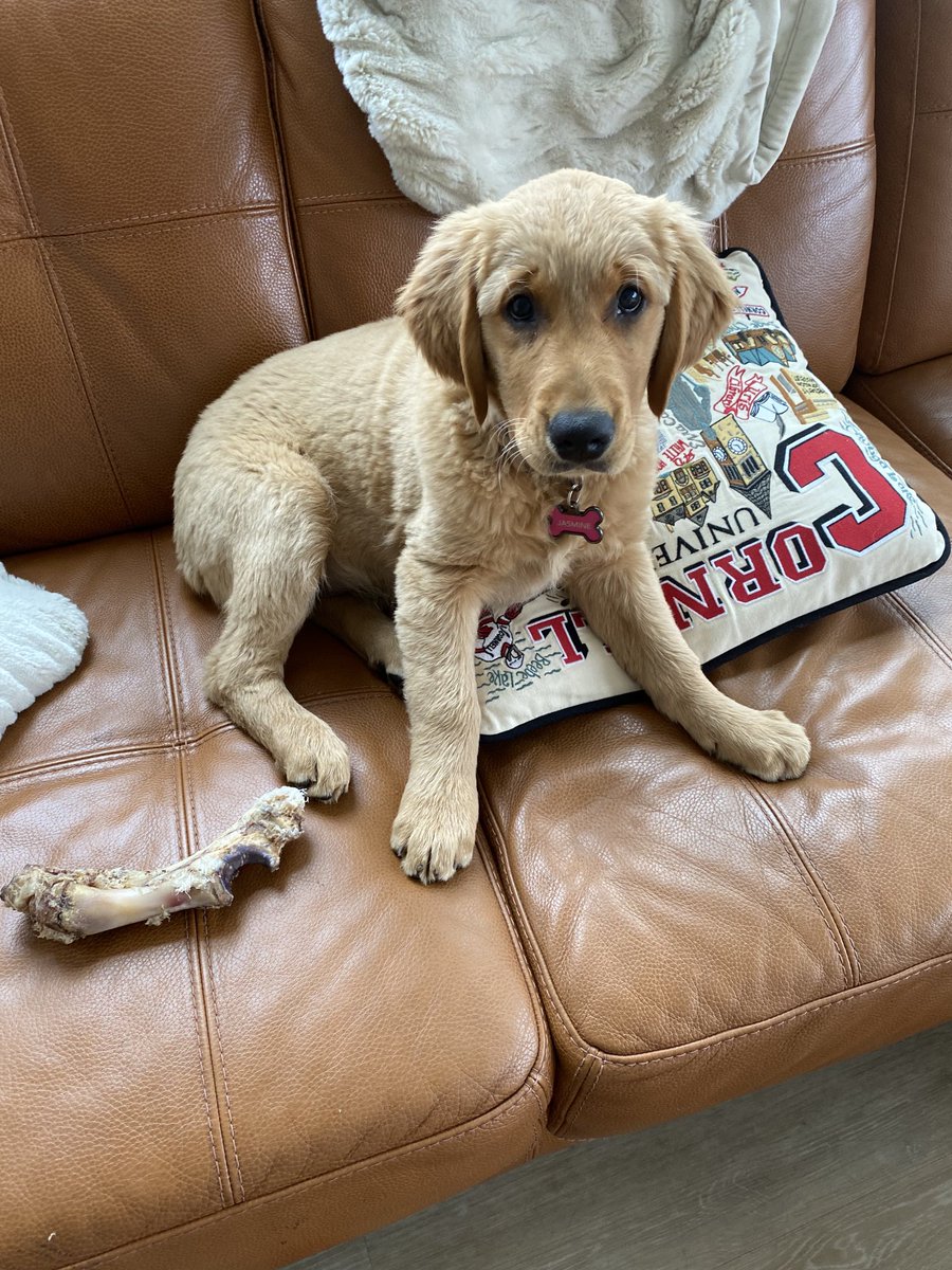 AtulGroverMD's tweet image. “Could you be more specific?”

#Jasmine #PuppyProblems