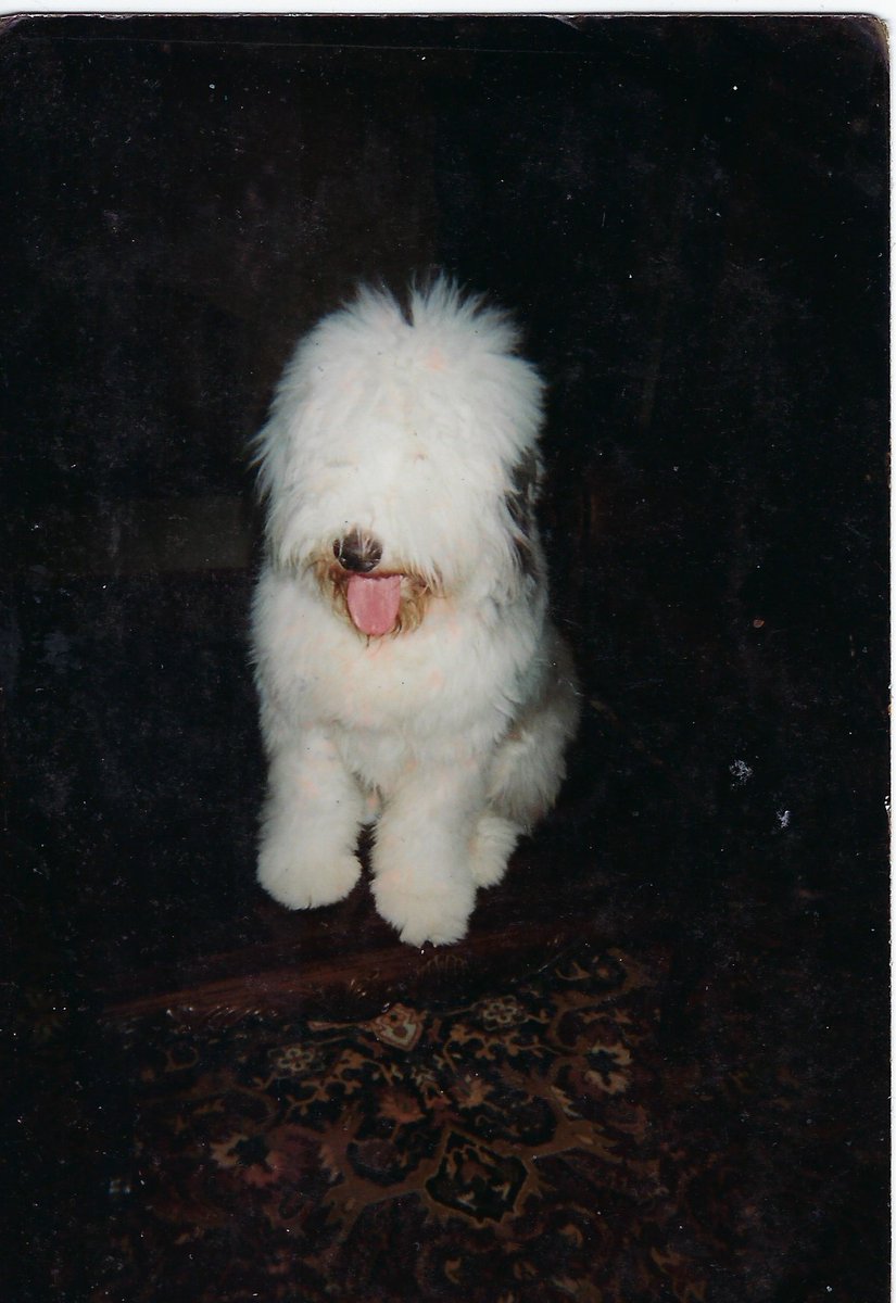 pawstoremember's tweet photo. Happy birthday to Garcia! Garcia, the inspiration behind Paws to Remember, would be 21 today. We imagine Garcia enjoying his birthday at the Rainbow Bridge, causing mischief and radiating his larger-than-life energy.
 
Learn more about Garcia’s story here: https://t.co/4skwiQa7Jq https://t.co/waZOg0fyVQ