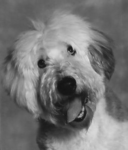 pawstoremember's tweet photo. Happy birthday to Garcia! Garcia, the inspiration behind Paws to Remember, would be 21 today. We imagine Garcia enjoying his birthday at the Rainbow Bridge, causing mischief and radiating his larger-than-life energy.
 
Learn more about Garcia’s story here: https://t.co/4skwiQa7Jq https://t.co/waZOg0fyVQ