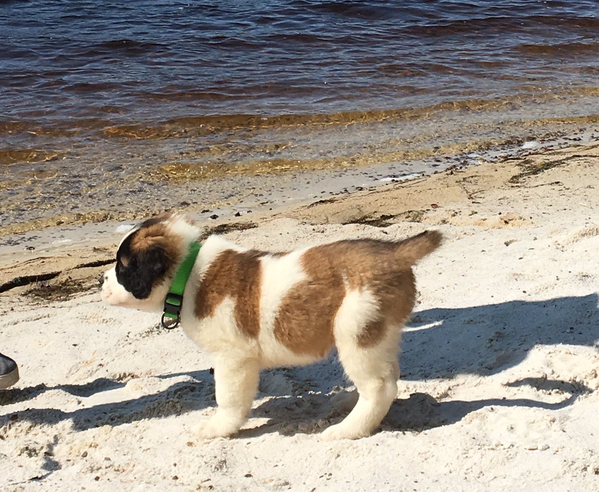 8 weeks vs. 3.5 years old! #puppy #dog #stbernard https://t.co/7oKSsEecG3