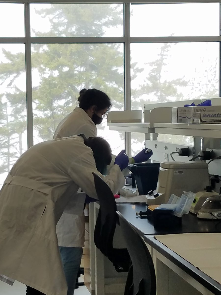 MDIBL's tweet photo. What a pleasure to welcome COA students to our campus last week for the first in person #MaineINBRE course in a year! They used both bench techniques and computational approaches to study the biology of aging. #collegeoftheatlantic #NIGMS https://t.co/9h6fAihnGr
