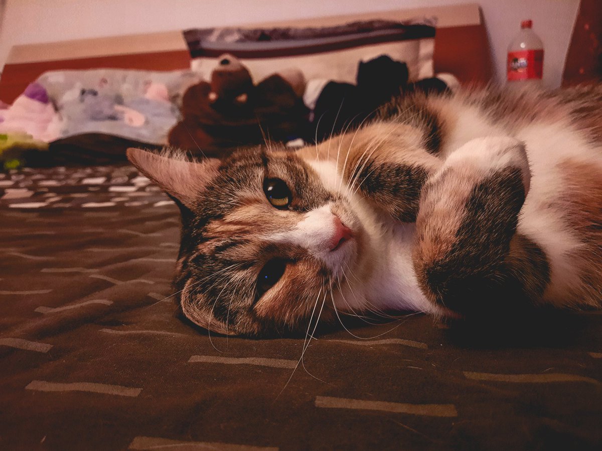 fleeepishor's tweet photo. ne-am culcat pe o ureche. hahaha. https://t.co/mYevKXrQSa