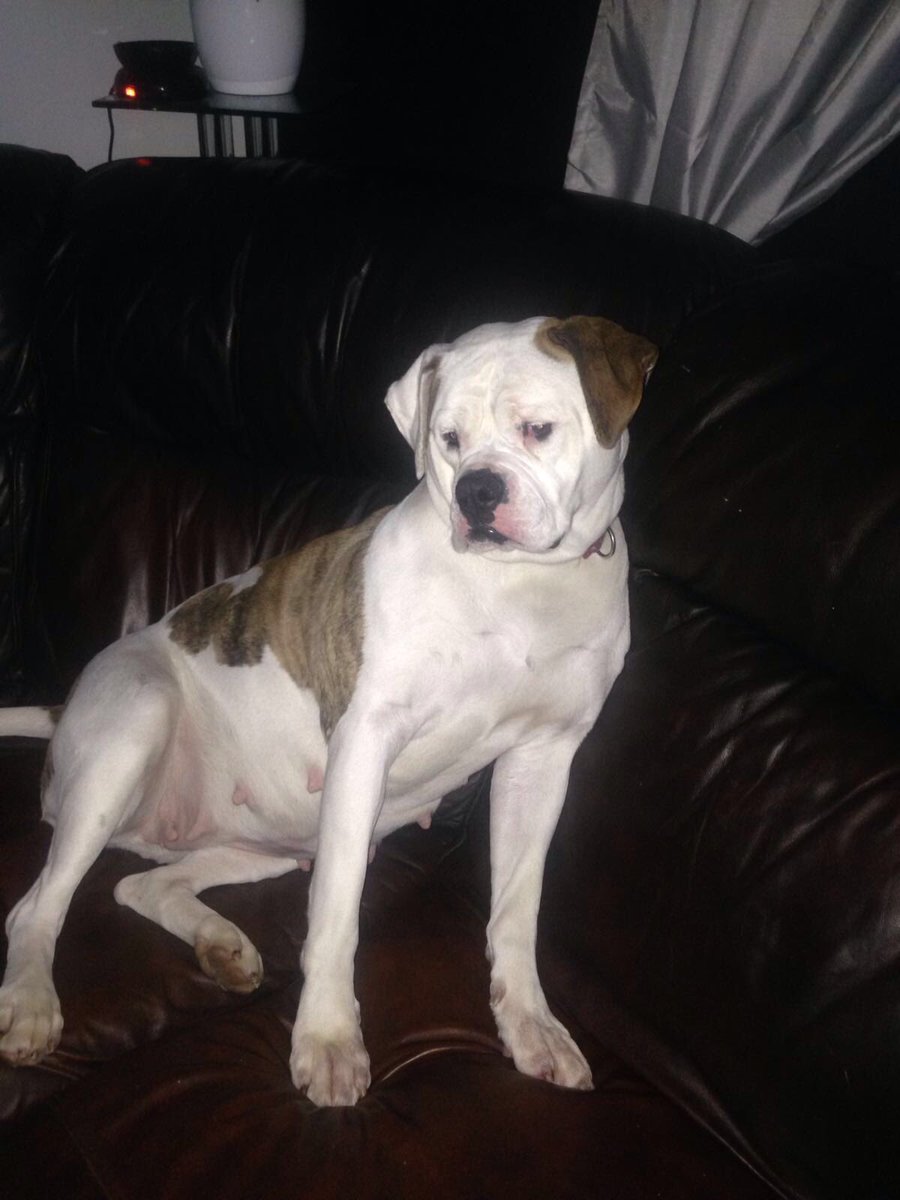 gedroy's tweet image. Broken heart today said goodbye to my lovely girl