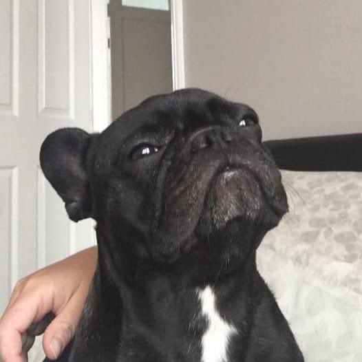 Msg from Del: Aurora aka Raya sadly stepped across the bridge today. We will really miss this girl. Absolutely devastated. This was one hell of a pooch with attitude.

Take care up there Raya. Thanks to all at Phoenix, this is part of our lives that we will never forget. 🌈